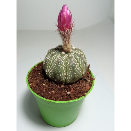 אסטרופיטום אסטריאס Astrophytum asterias super kabuto special pink flower פריחה ורודה