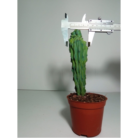 מרטילו קקטוס קריסטטה Myrtillocactus Cristata