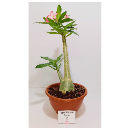 אדניום ARABICUM PNW