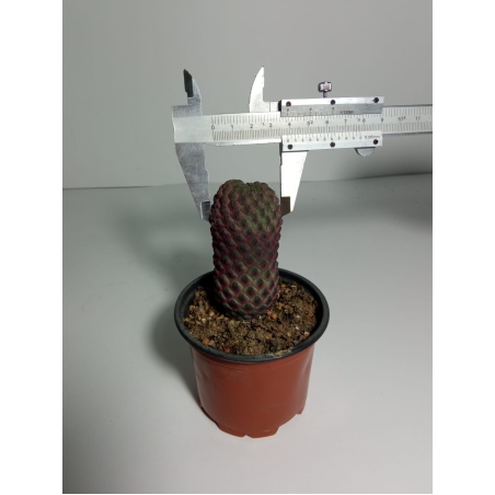 סולקורבוטיה ראוכי Sulcorebutia rauschii