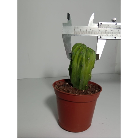 מרטילו קקטוס קריסטטה Myrtillocactus Cristata