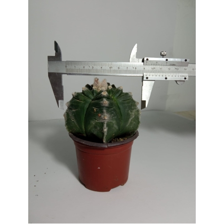 Astrophytum myriostigma cv. kikko
