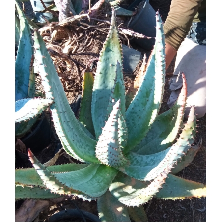אלוי מרלוטי Aloe marlothii