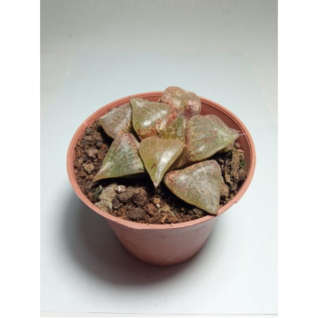 הוורטיה Haworthia comptiana