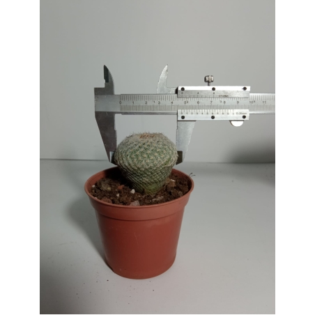 אפיטלנטה מיקרומריס Epitelanta micromeris