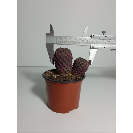 סולקורבוטיה ראוכי Sulcorebutia rauschii