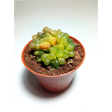 הוורטיה Haworthia cooperi