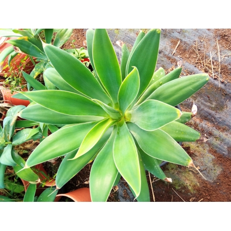 אגבה רכה  Agave attenuata