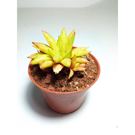 הוורטיה  Haworthia Mirabilis Bouchon variagata