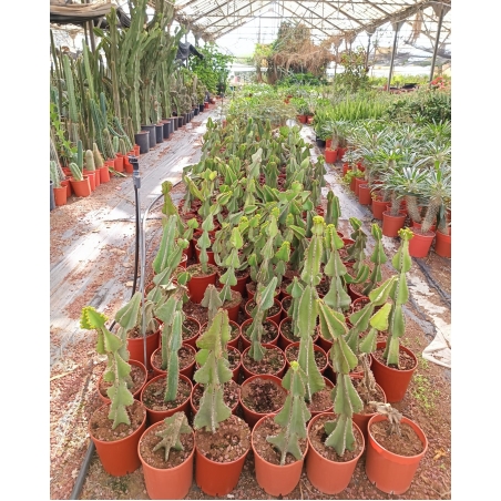 אופורביה קופרי בעציץ 18 עד גובה 60 ס
