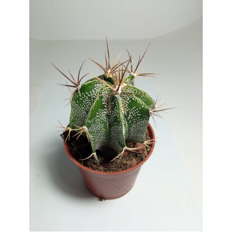 קקטוס Astrophytum ornatum