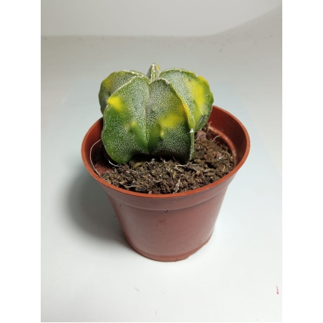 אסטרופיטום Astrophytum myriostigma nudum var