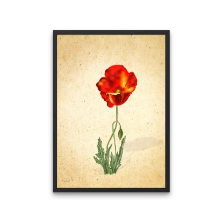פרח אדום -הדפס ממוסגר