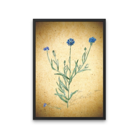 פרח כחול - הדפס ממוסגר