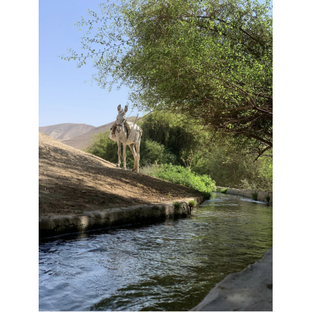 כרטיסיה 10 רכיבות פרטי