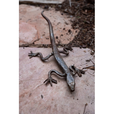 זיקית