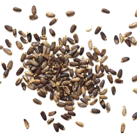 גדילן זרעים