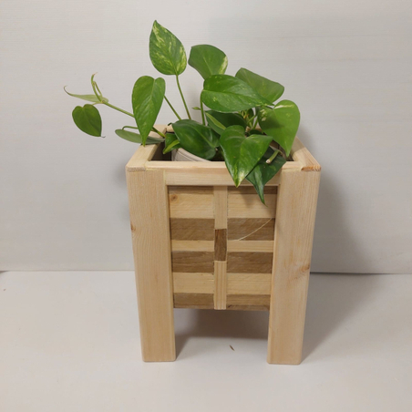 אדנית לעציץ דוגמת פסיפס עץ דגם 3+שתיל