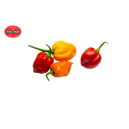 בייבי גמבה
