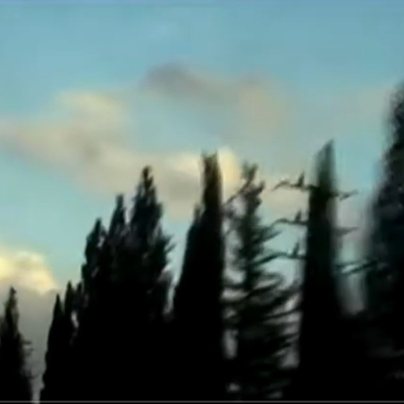 וידאו ארט ברושים | Cypress