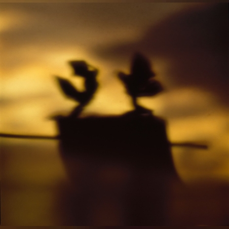 צילום כרובים | Angels