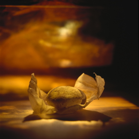 צילום בראשית | Genesis