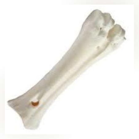 עצם סידן לכלב