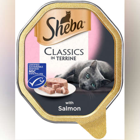 שיבא פטה סלומון Sheba