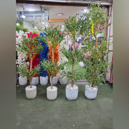 עץ זית דקורטיבי בעציץ