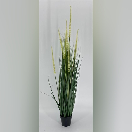 צימחיה נוי - גובה 1.30 ס