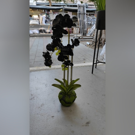 פרח סחלב קטן שחור 