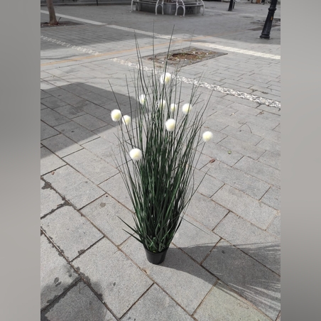 צימחיה נוי - גובה -מטר - 7