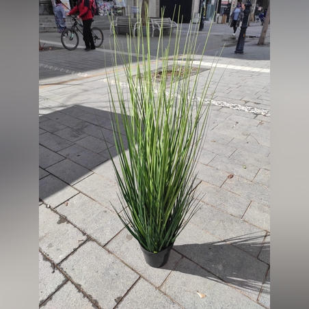 צימחיה נוי - גובה 1.20 ס