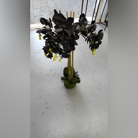 פרח סחלב גדול שחור 