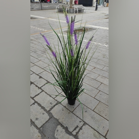 צימחיה נוי - גובה 1.20 - 10