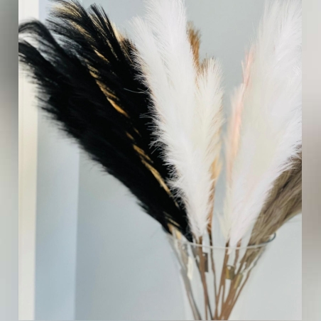 נוצות בצבע שחור לבן וצהוב - 3 ב100