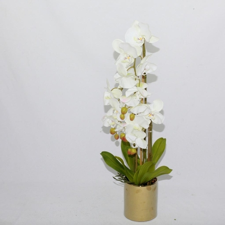 פרח סחלב גדול