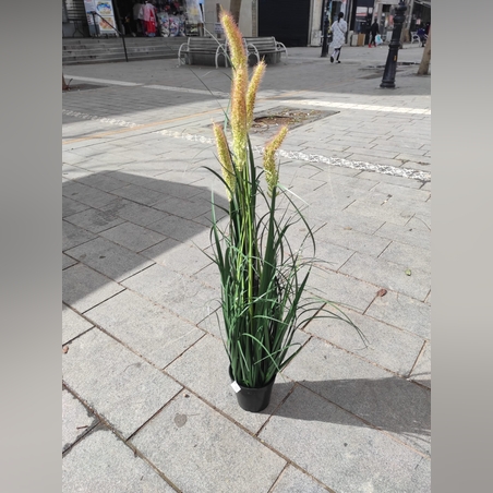 צימחיה נוי - גובה -מטר  -6