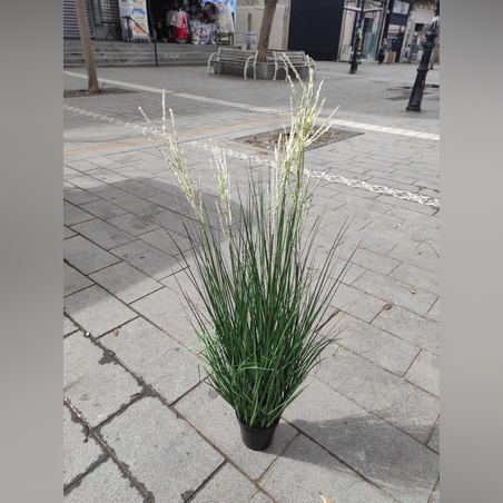 צימחיה נוי -גובה מטר  -8