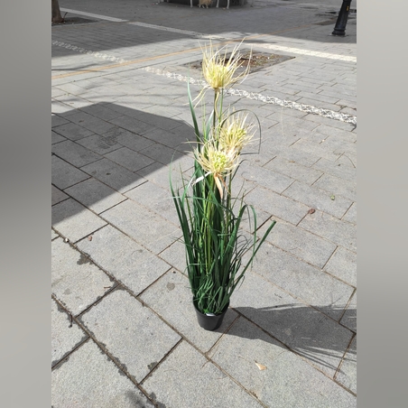 צימחיה נוי -﻿ גובה מטר -5