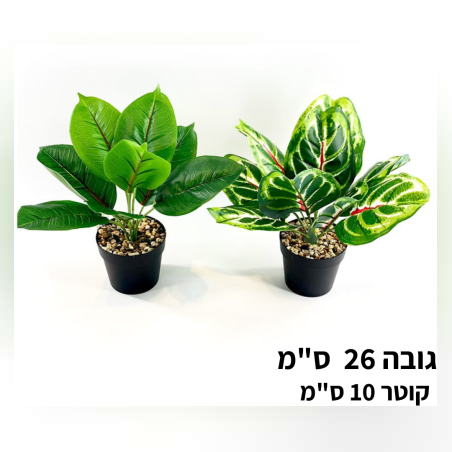 מבצע עציץ ירוקים מעורב בינוני- 35 ליחיד 
