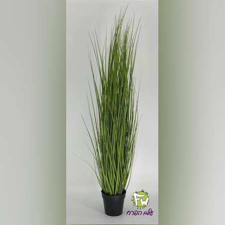 צימחיה נוי - גובה מטר וחצי - 20