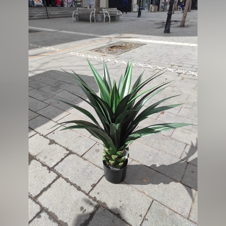 צימחיה נוי - גובה -80 ס