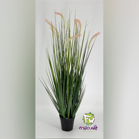 צימחיה נוי - גובה 1.80 ס