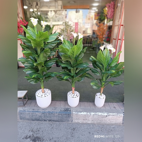 צמח קאלה דקורטיבי בעציץ