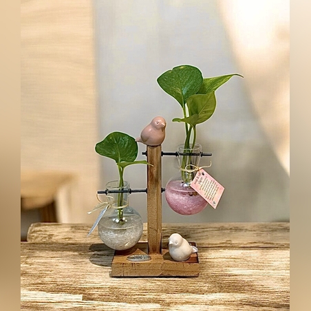 צומחים יחד – מעמד זוג מבחנות עם קריסטלים וצמח חי