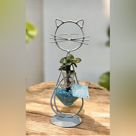 חתול הלב הקריסטלי - אנרגיה, טבע ואהבה