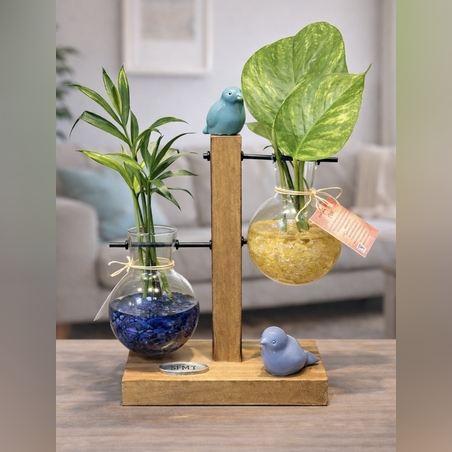 זוגיות בצמיחה – מבחנות קריסטל וצמחים חיים