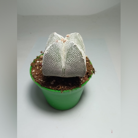 אסטרופיטום Onzuka ארבע צלעות