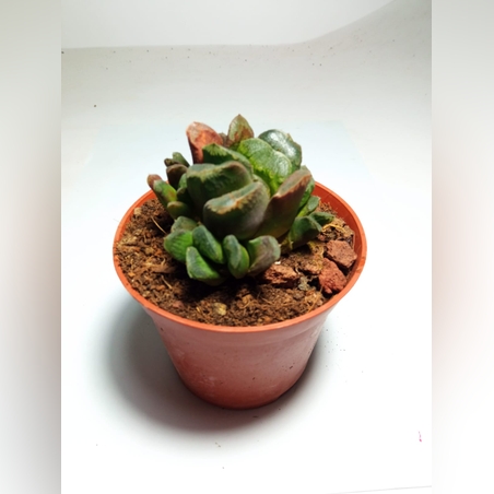 הוורטיה  Haworthia truncata hybrid